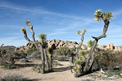 Joshua Tree National Park