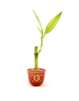 Small bamboo plant in tiny brown pot.
