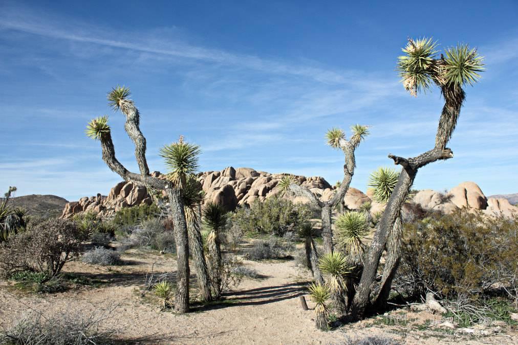 Joshua Tree National Park