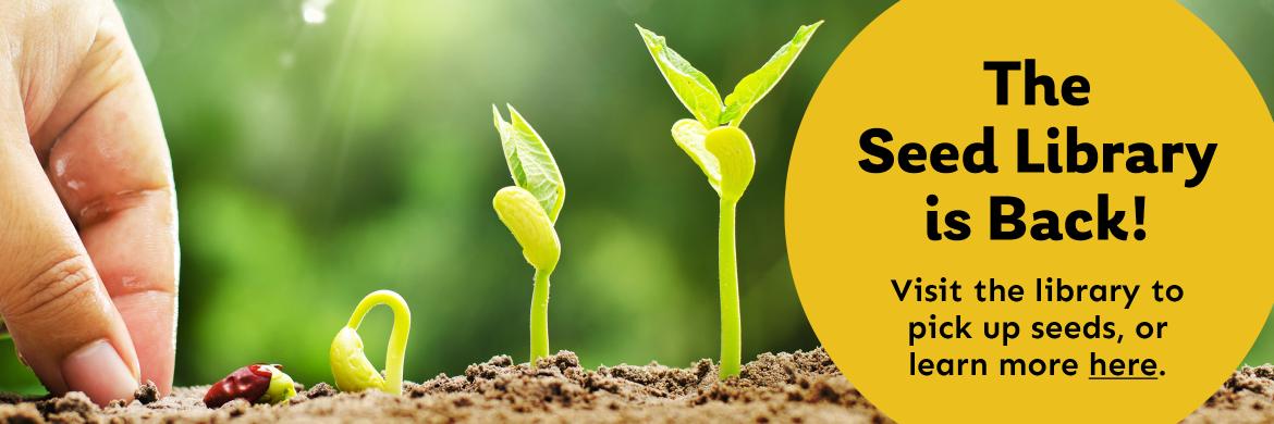 The Seed Library is Back! Visit the library to pick up seeds, or learn more here.